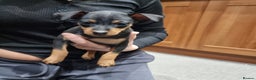 Miniature Pinscher dogs for sale: Miniature pinscher pups - Advert 1