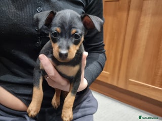Miniature Pinscher dogs Miniature pinscher pups - Advert 4