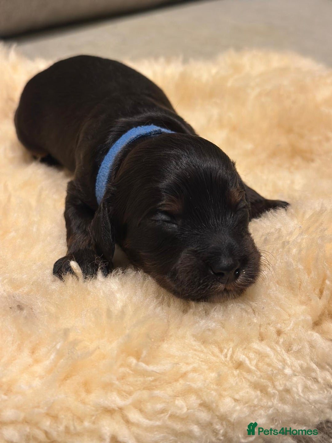 Cockapoo dogs for sale: •F1B Cockapoo Pups - Black & Tan - Ready 19th Dec• - Image 6