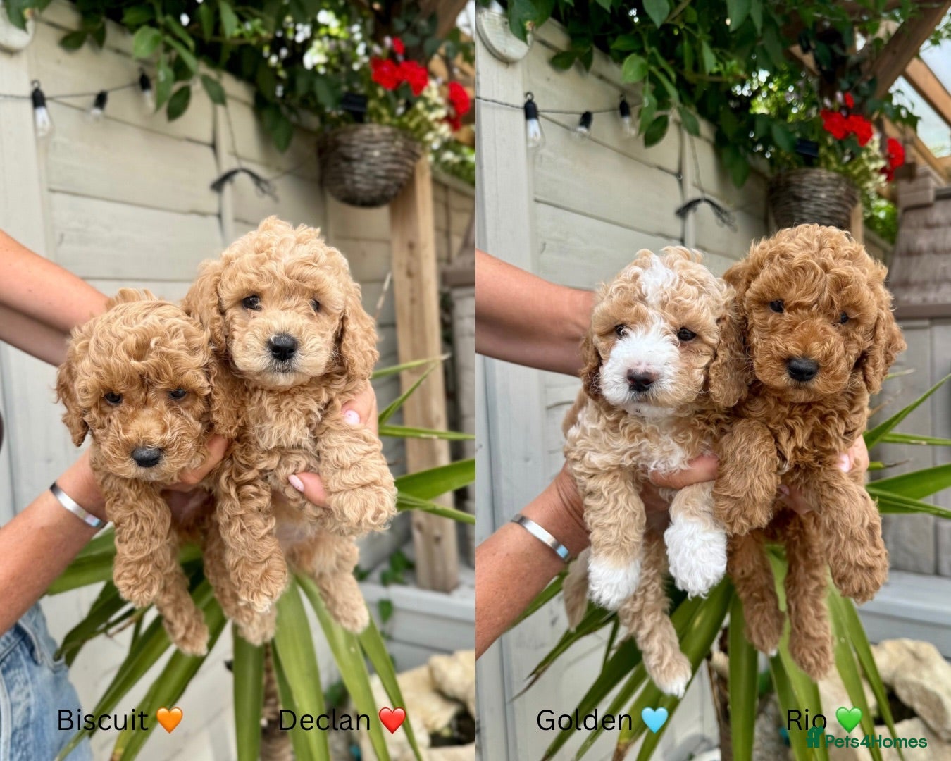 Poochon dogs DNA health tested Poochon Puppies 🐶  - Advert 1