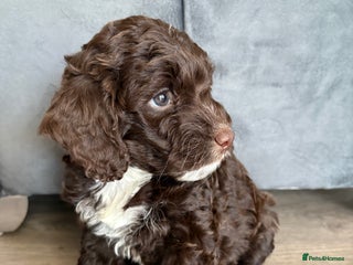 Cockapoo dogs - Advert 1