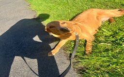 Labrador Retriever dogs for sale: Red fox lab  - Image 3