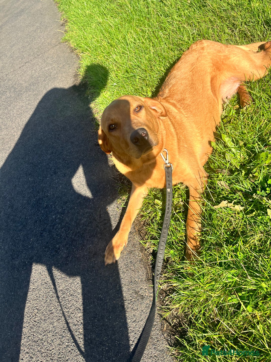 Labrador Retriever dogs for sale: Red fox lab  - Image 3