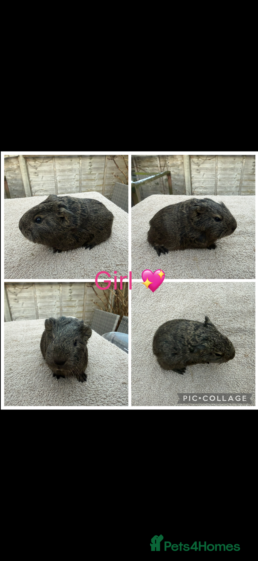 Guinea Pig rodents for sale: Male & Female Guinea pigs 👀 for new laps 🥰 - Advert 21