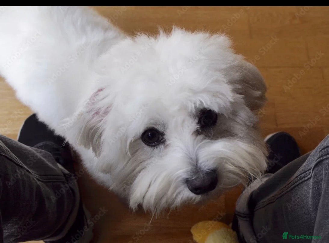 Maltese dogs for stud: For stud - Advert 1
