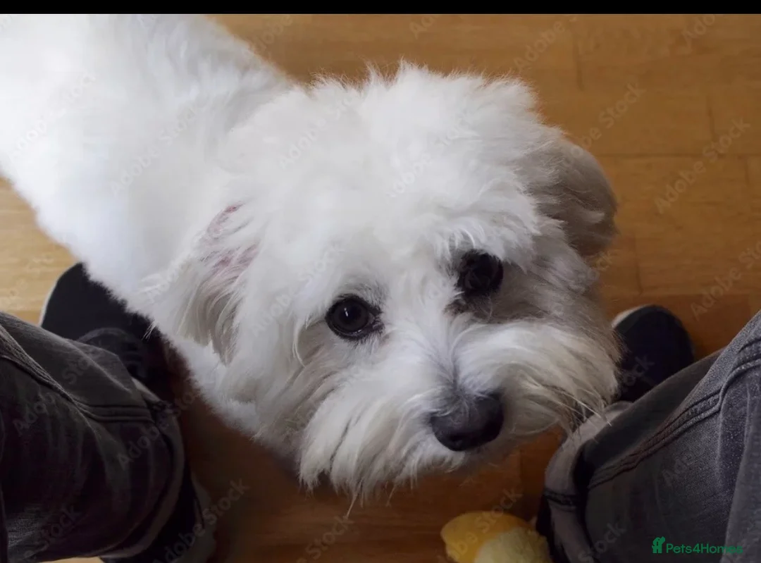 Maltese dogs for stud: For stud - Advert 1
