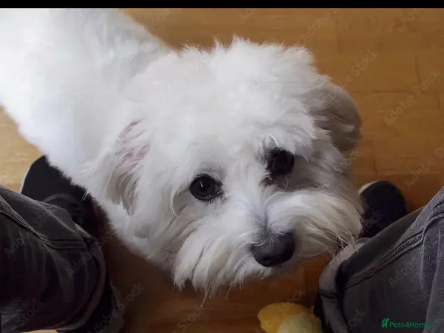Maltese dogs for stud: KC REG PUREBRED MALTESE STUD DOG 🐾 - Advert 1