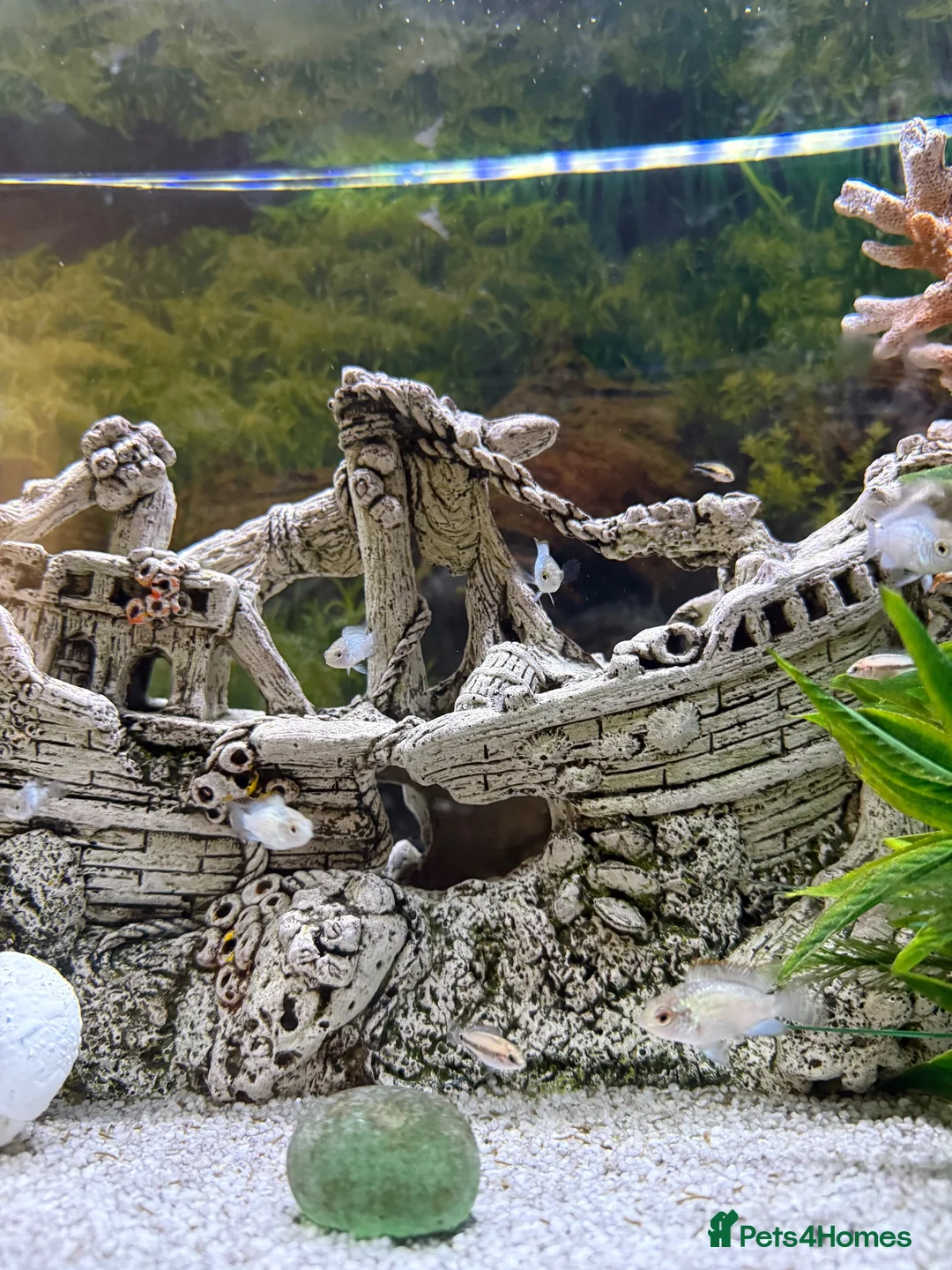 Cichlids fish for sale: Electric blue Acara  - Advert 2