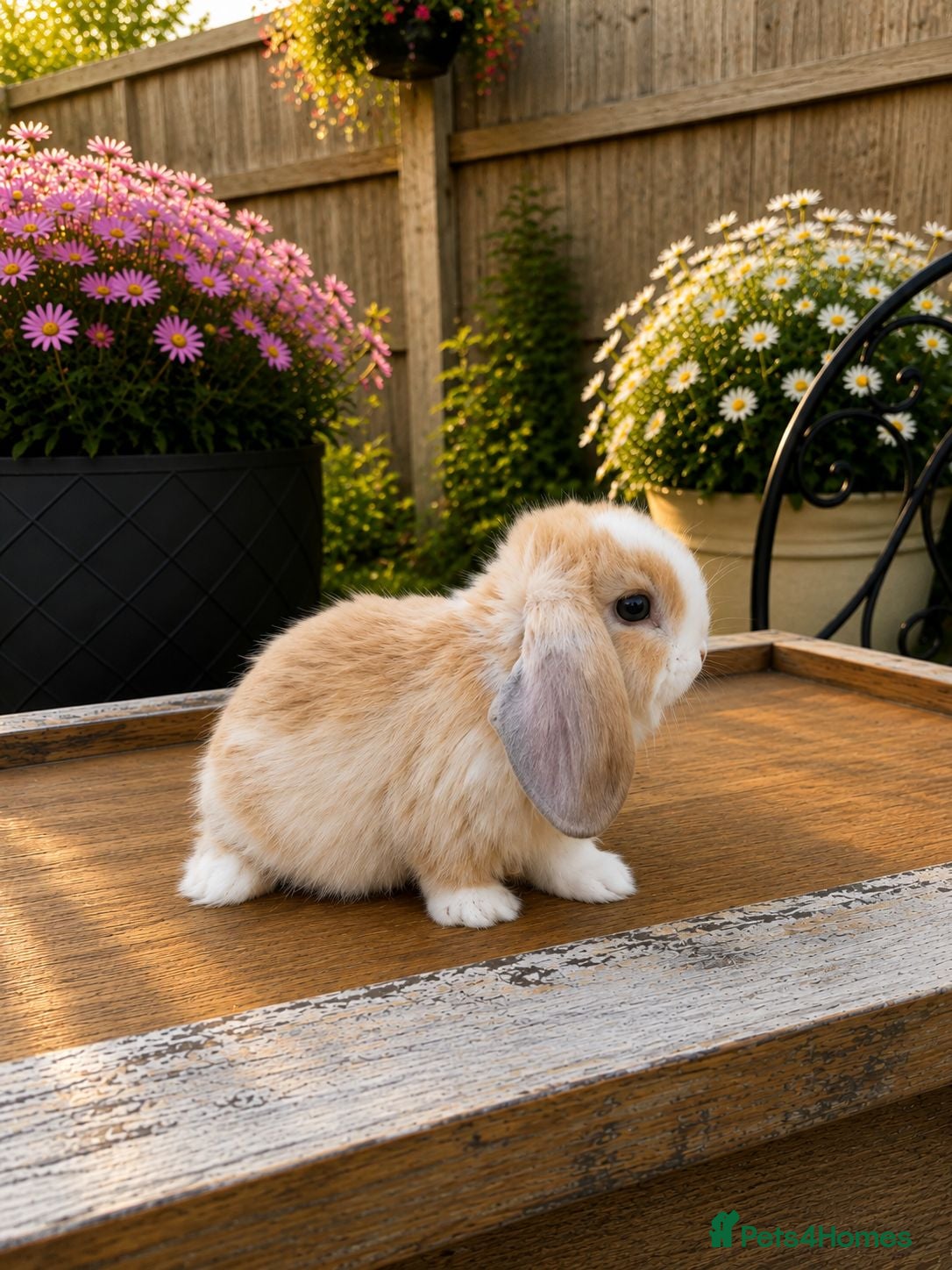 Mini Lop rabbits Minilop bunnies  - Advert 2
