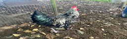 Chickens poultry for sale: Light Sussex  in Macclesfield - Advert 3