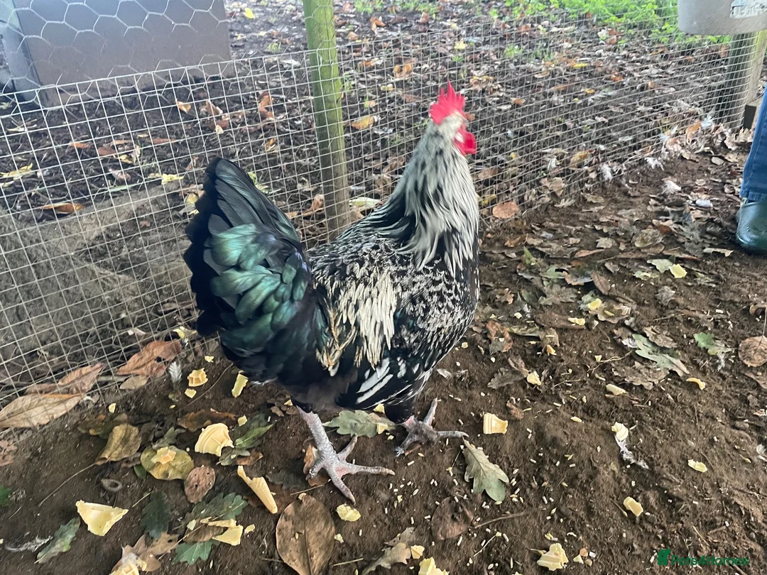 Chickens poultry for sale: Light Sussex  in Macclesfield - Advert 3
