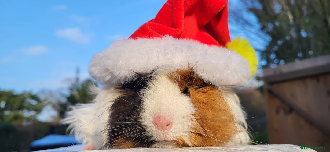 Gallery Image {{count}}