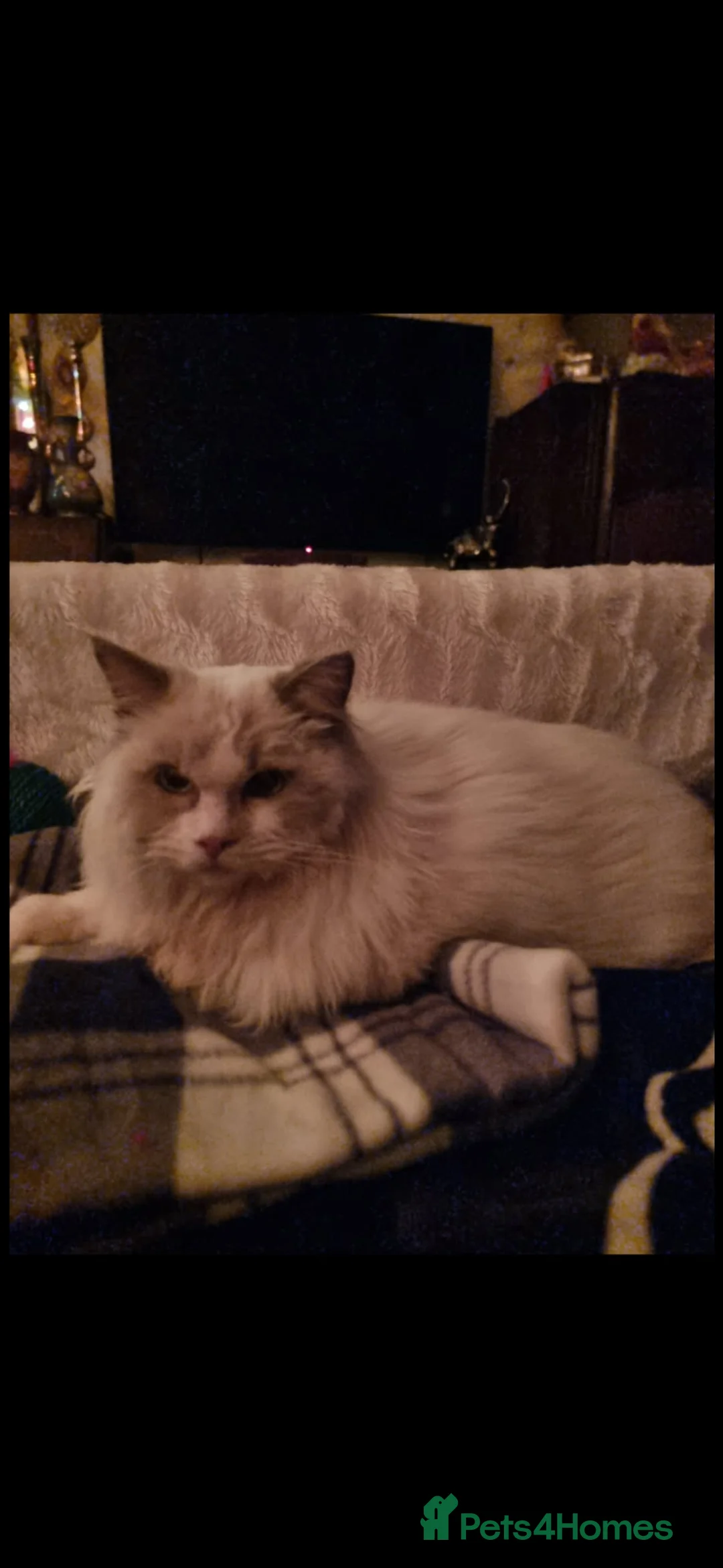 Ragdoll cats for sale: Ragdoll - Advert 22