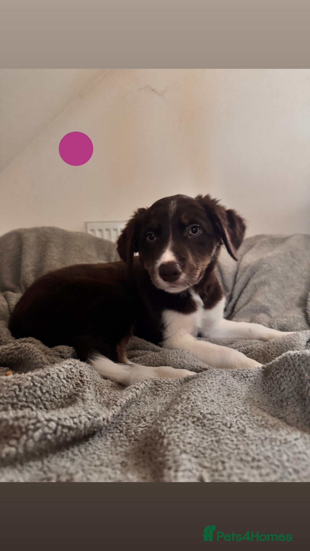 Border Collie dogs for sale: Border collie pups - Image 2