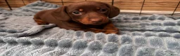 Miniature Dachshund dogs for sale: 9 week old boy - Advert 7