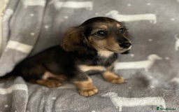 Miniature Dachshund dogs for sale: Miniature Longhaired Dachshunds - Image 1