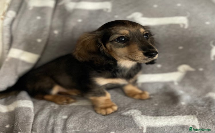Miniature Dachshund dogs - Advert 11