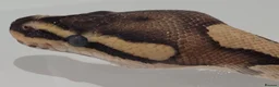 Python Snake reptiles for sale: Beautiful Ball Python - Advert 3