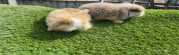 Mini Lion Lop rabbits for sale: Mini Lion Lops for sale  - Advert 10