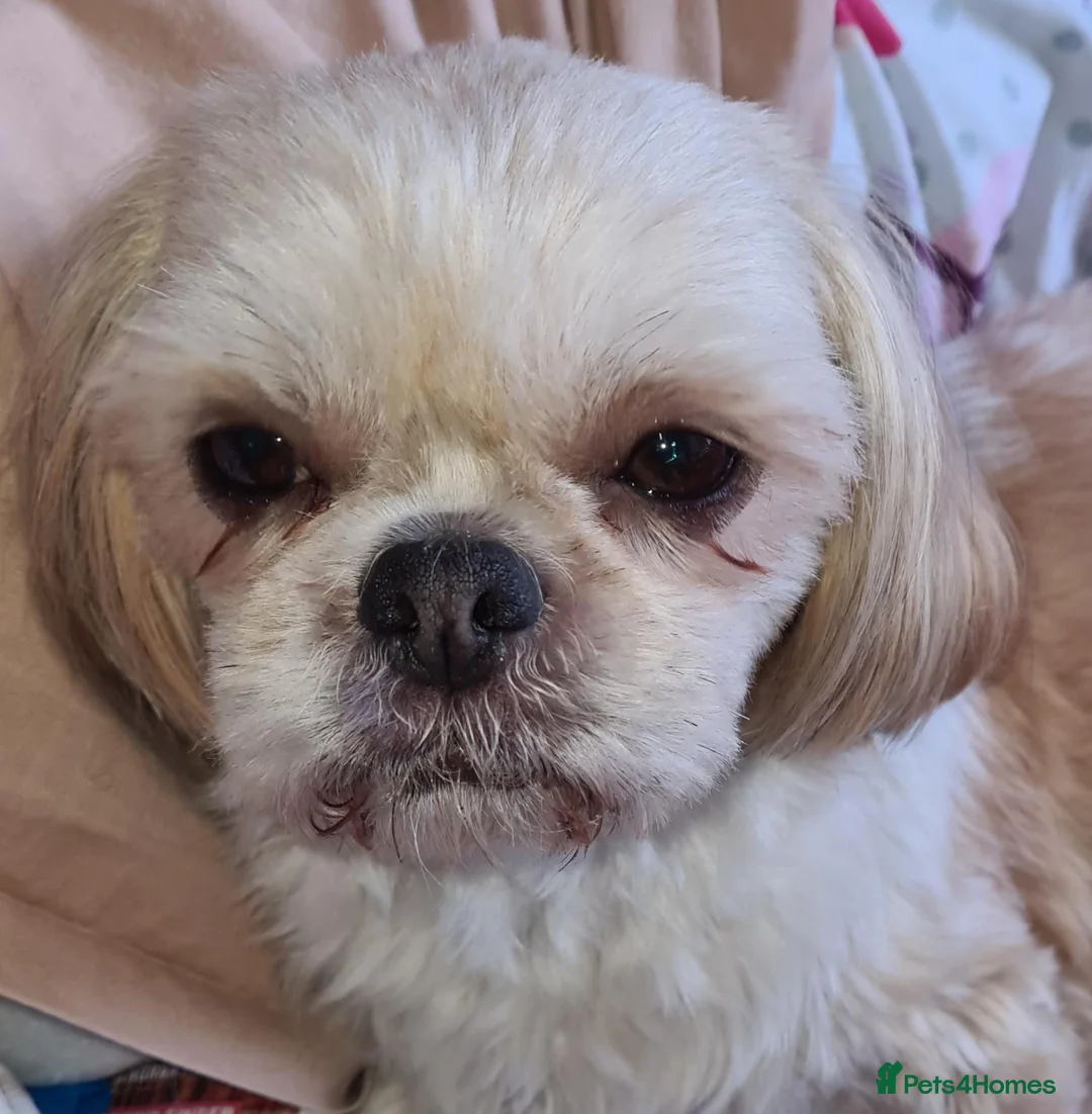 Shih Tzu dogs for sale: Pure bred standard shih tzu - Advert 4