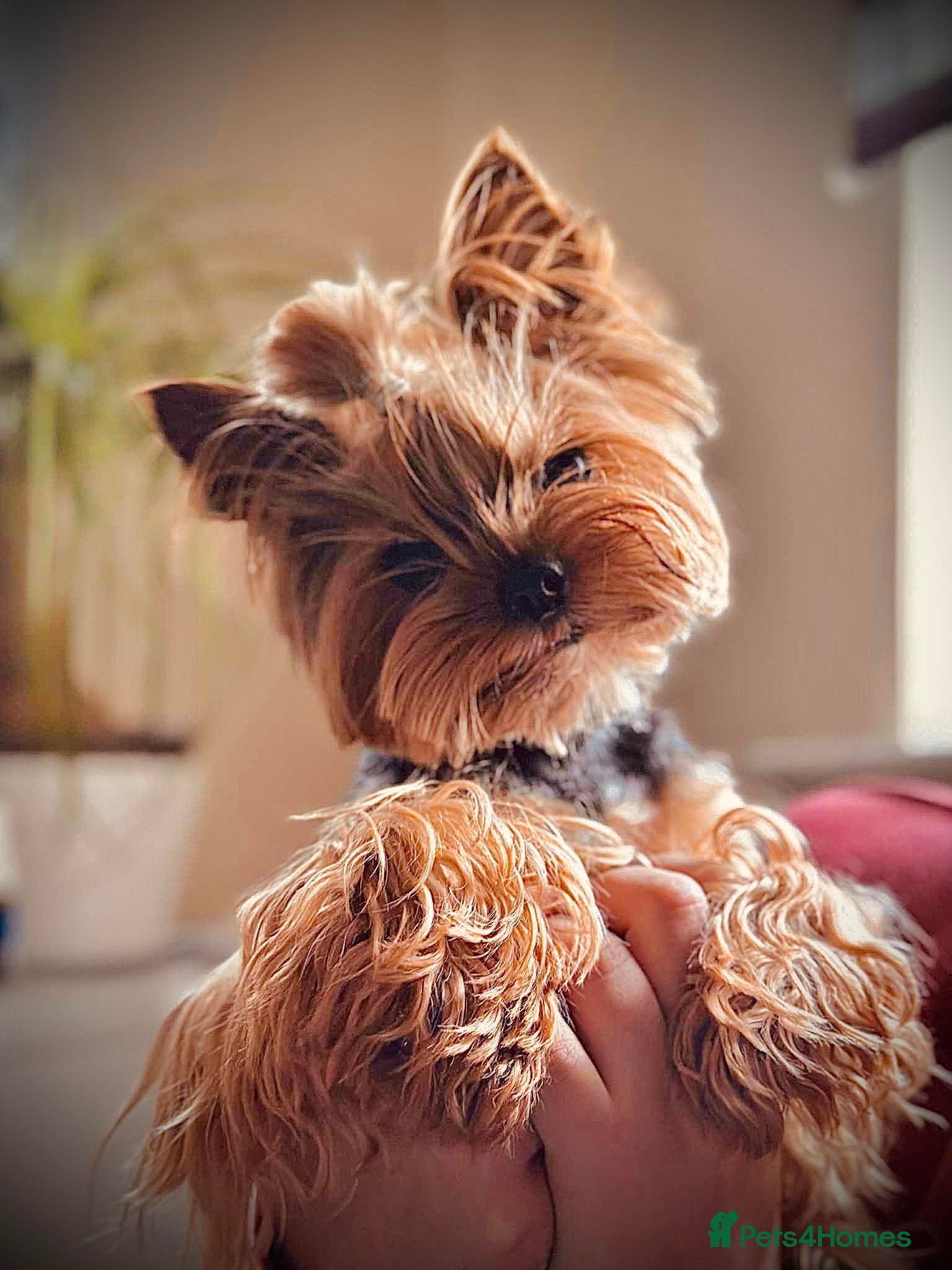 Yorkshire Terrier dogs  **  Yorkie for stud  in Leicester - Advert 11