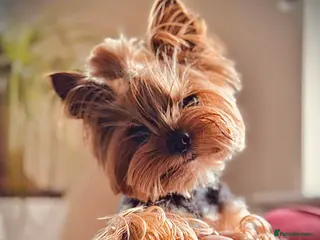 Yorkshire Terrier dogs ** Yorkie for stud in Leicester - Advert 11