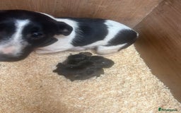 Jack Russell dogs for sale: Jack russell puppies  - Image 7