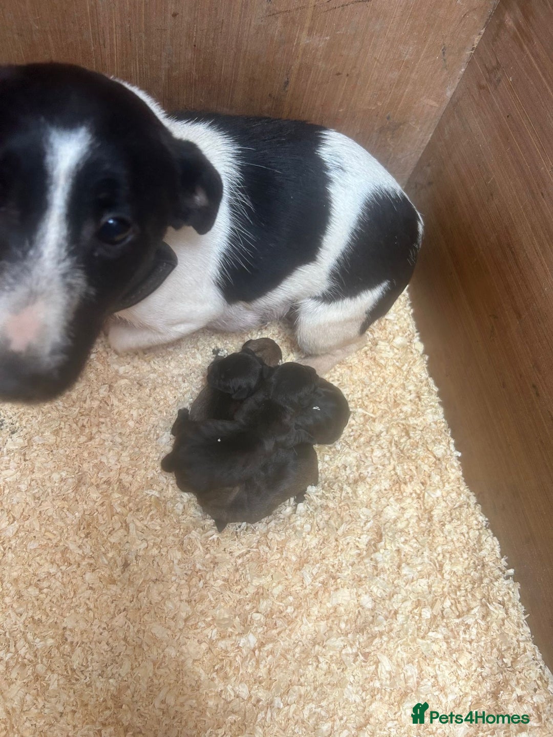 Jack Russell dogs for sale: Jack russell puppies  - Image 7