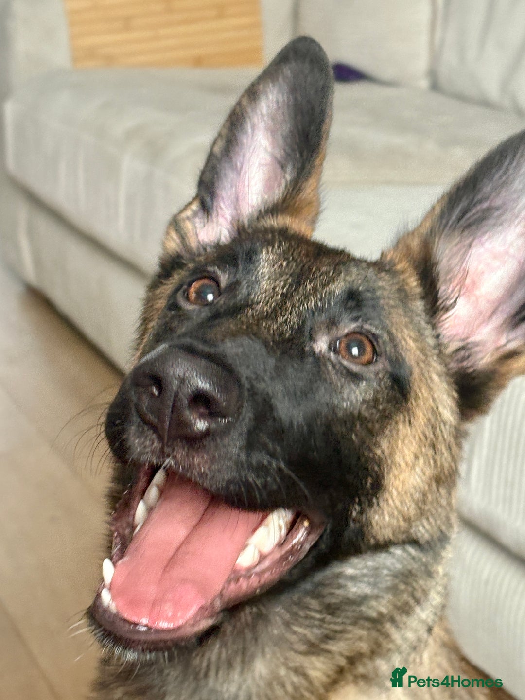 Mixed Breed dogs for sale: Belgium malinois X German shepherd  - Advert 1