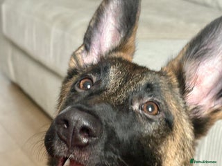 Mixed Breed dogs Belgium malinois X German shepherd - Advert 2