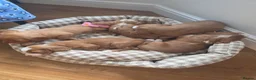 Cockapoo dogs for sale: F1B Toy cockapoo puppies in North East - Advert 8