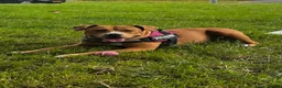 Mixed Breed dogs for sale: Rosie - Advert 2