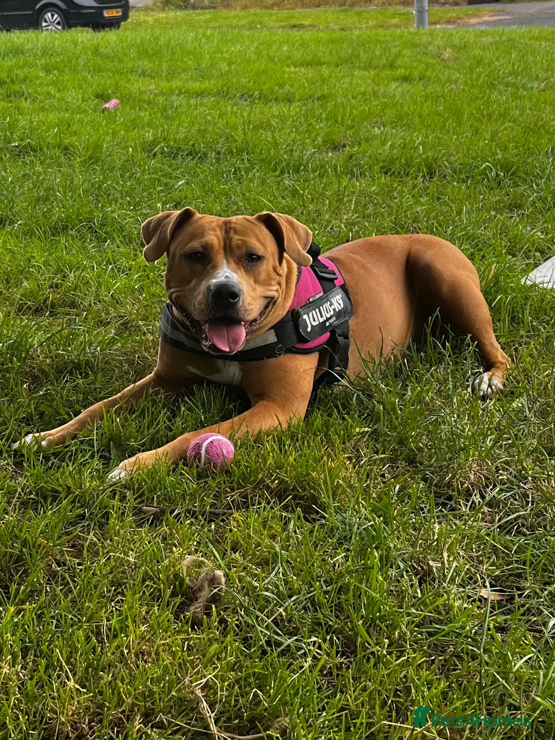 Mixed Breed dogs for sale: Rosie - Advert 2