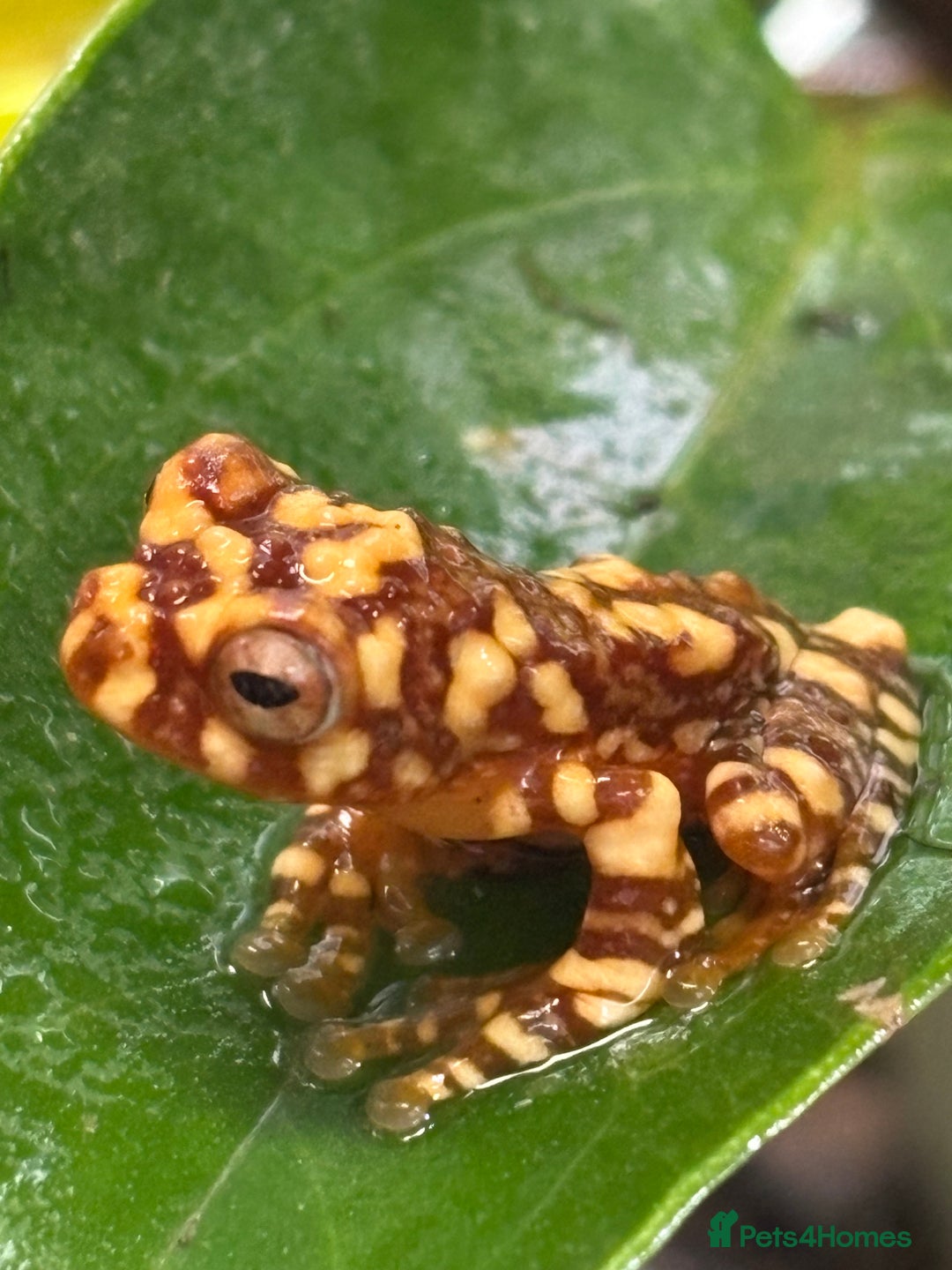 Frog reptiles for sale: Wallace flying frogs for sale - Advert 1