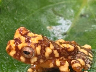 Frog reptiles Wallace flying frogs for sale - Advert 1