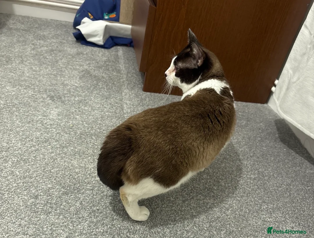 Snowshoe cats for sale: Snowshoe for sale - Advert 2