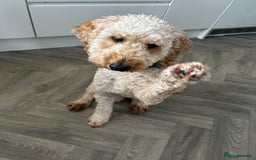 Cockapoo dogs for sale: Teddy - Image 2