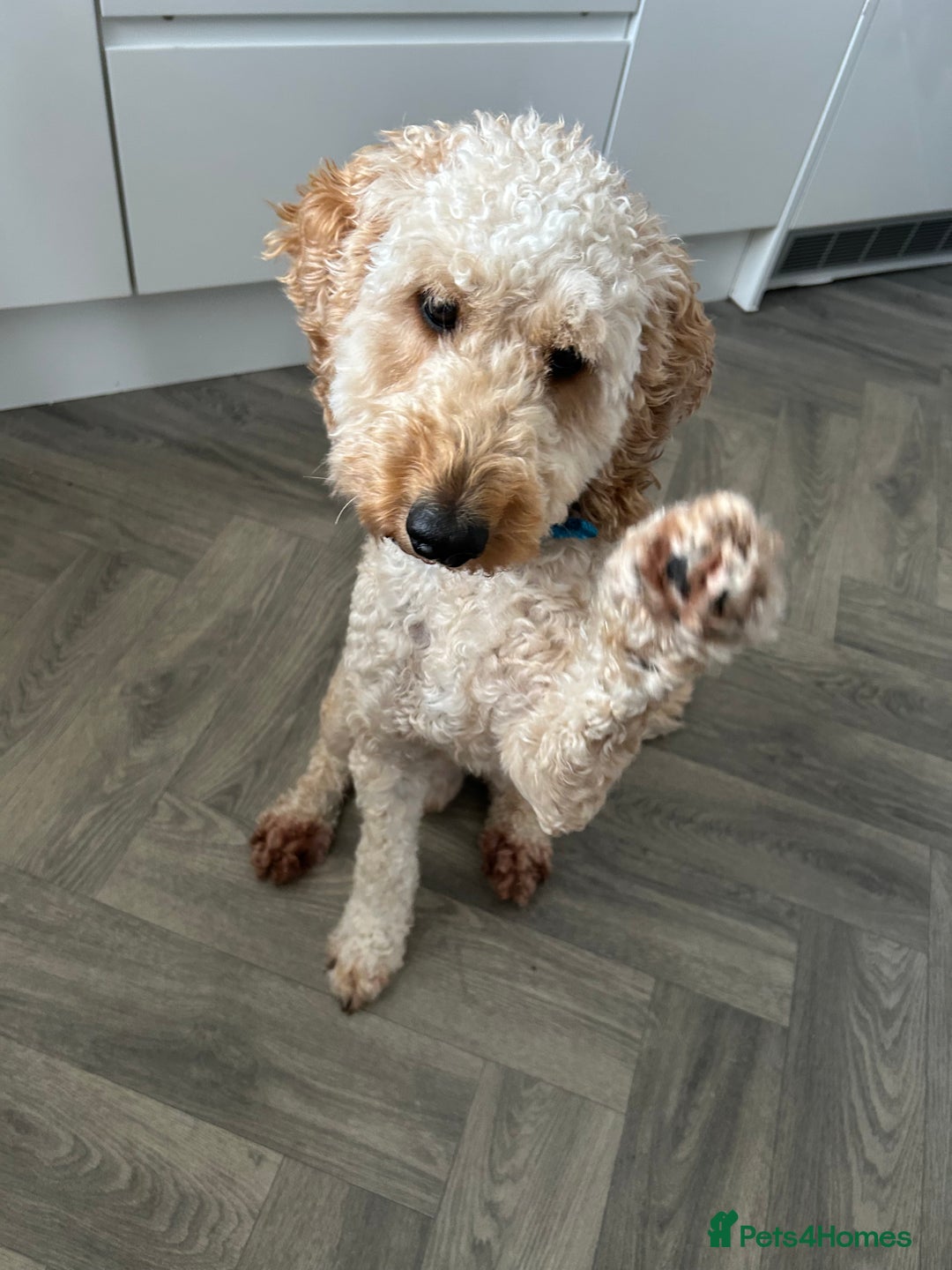 Cockapoo dogs for sale: Teddy - Image 2