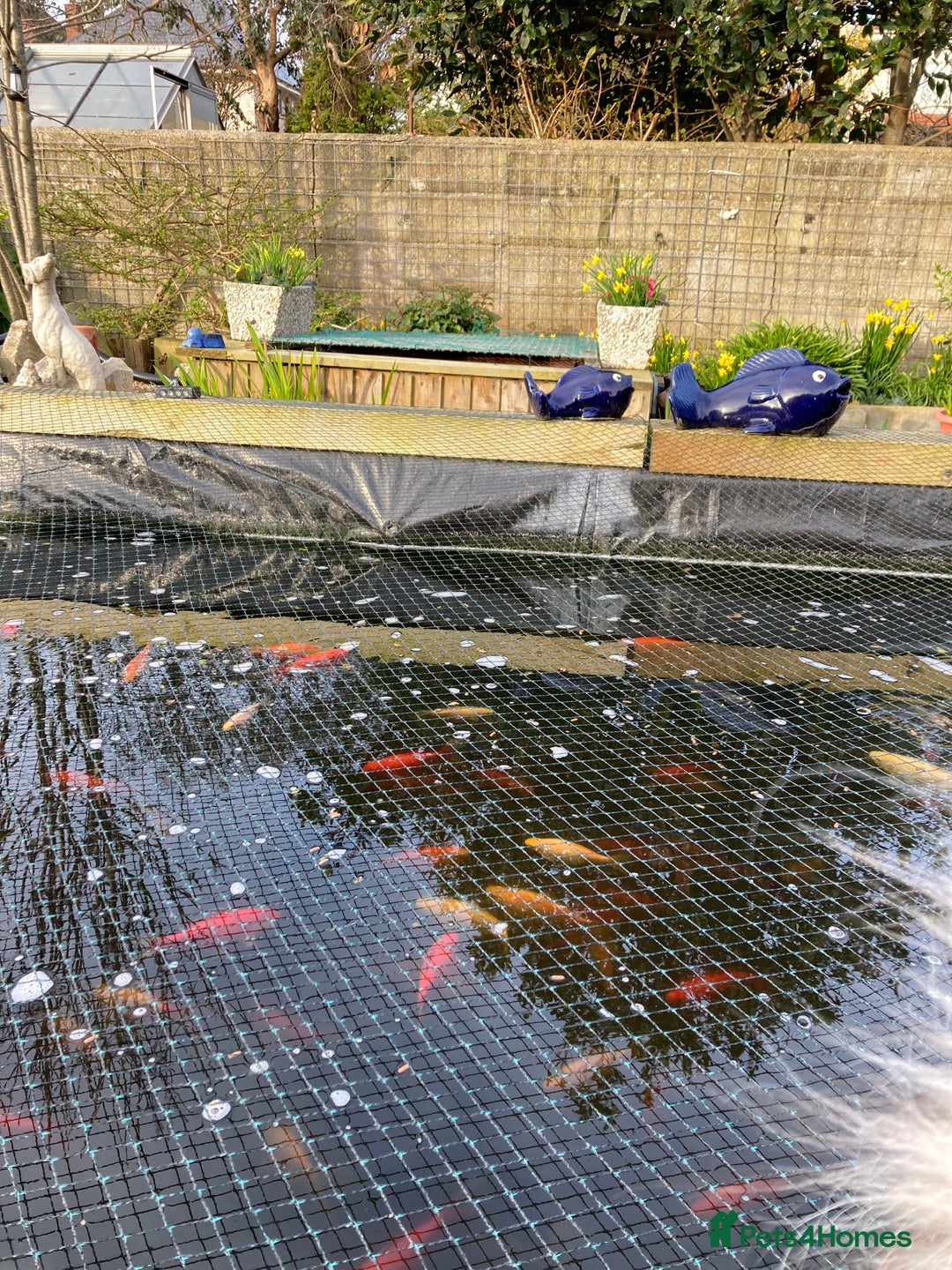 Pond Fish fish for sale: Pond fish - Advert 2