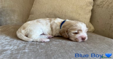 Cocker Spaniel dogs - Advert 8