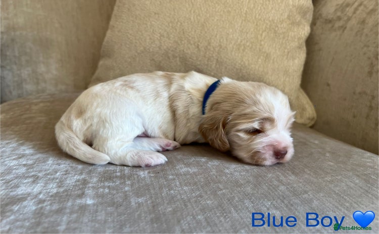 Cocker Spaniel dogs - Advert 4
