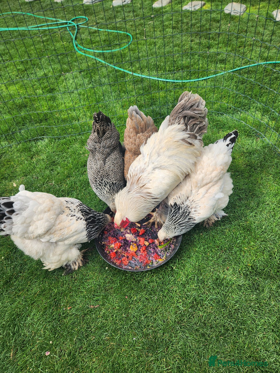 Chickens poultry for sale: Hatching eggs - Image 21