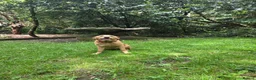Golden Retriever dogs for sale: Golden retriver female  - Advert 6