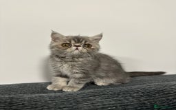 Persian cats for sale: ⭐️ Exceptional Persian x Exotic Kittens ⭐️ - Advert 20