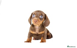 Miniature Dachshund dogs for sale: Ready now  - Advert 4