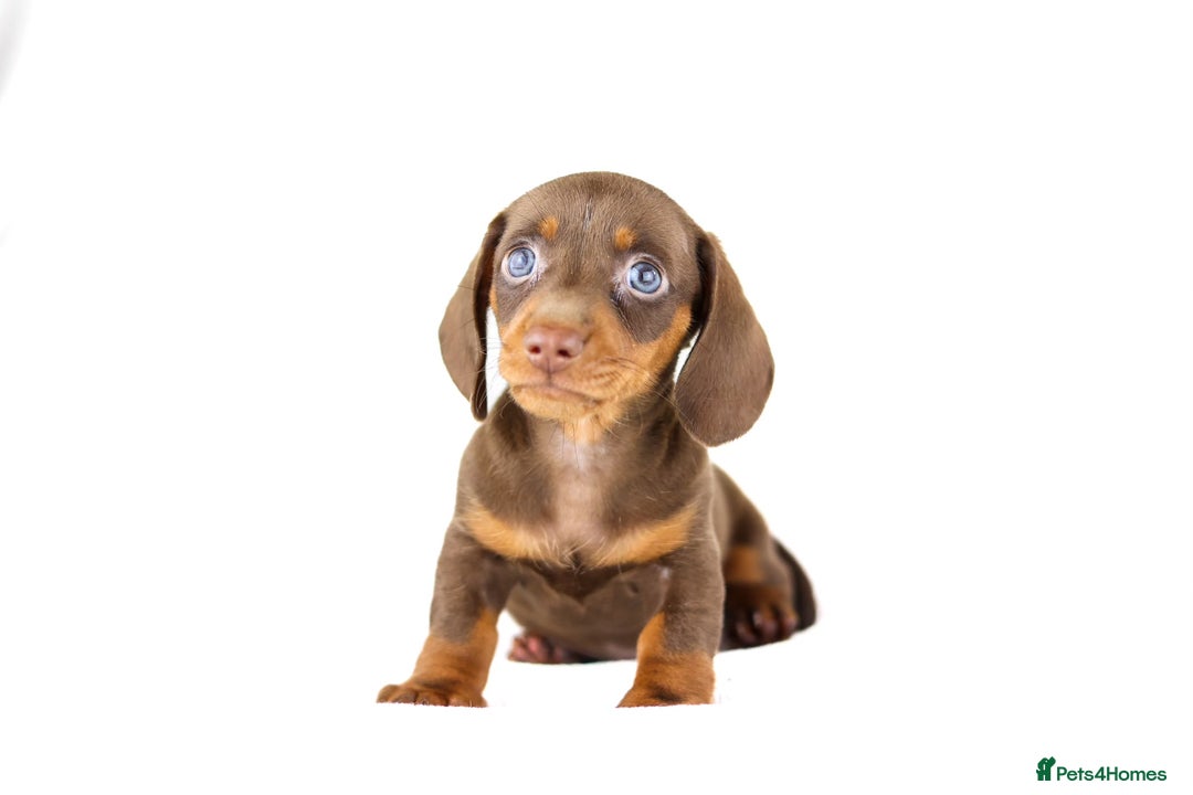 Miniature Dachshund dogs for sale: Ready now  - Advert 4