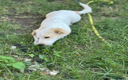 Mixed Breed dogs for adoption: SNOOPYBOLT, a handsome puppy boy for a Loving Home - Image 1