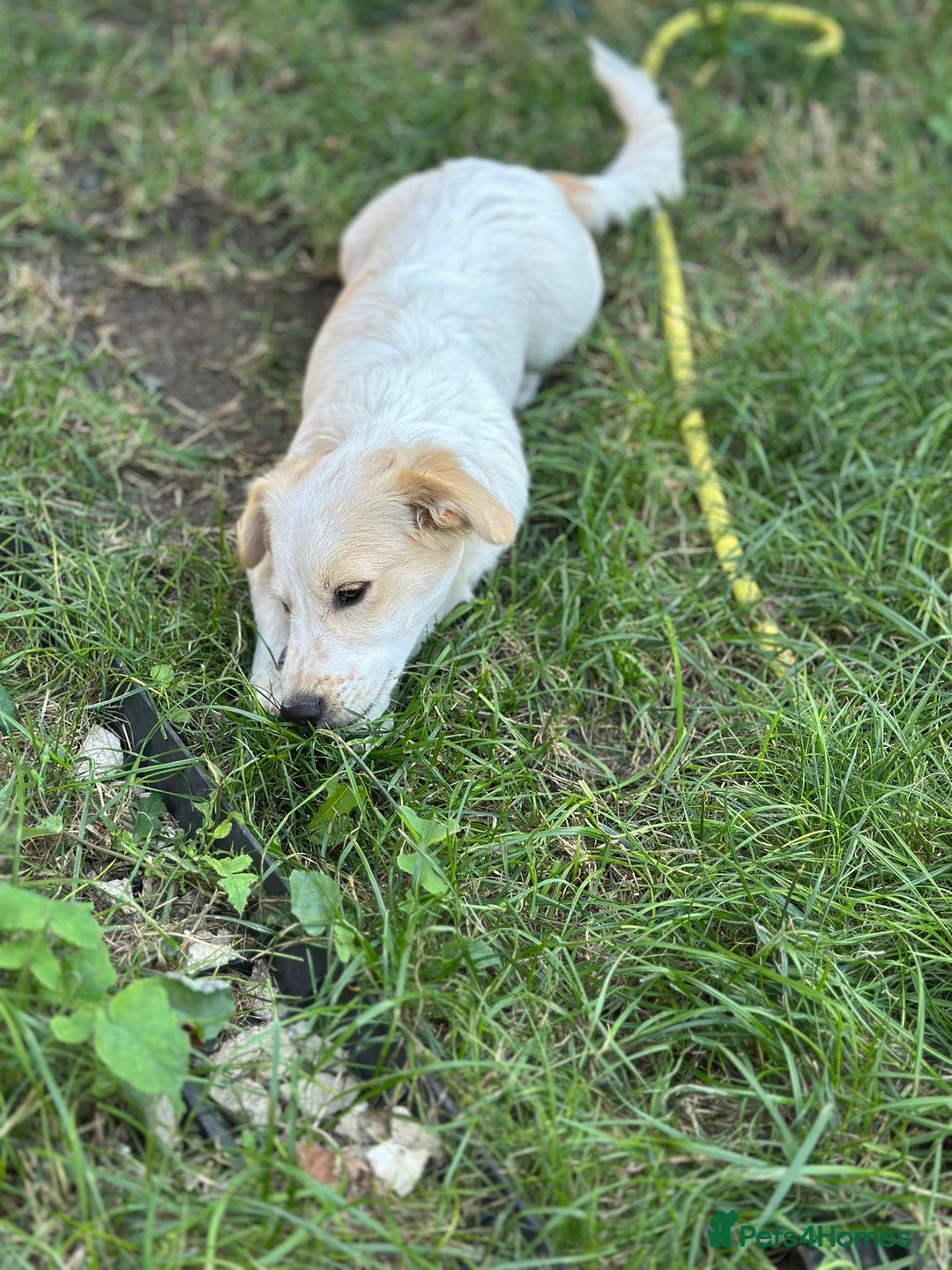 Mixed Breed dogs for adoption: SNOOPYBOLT, a handsome puppy boy for a Loving Home - Image 1
