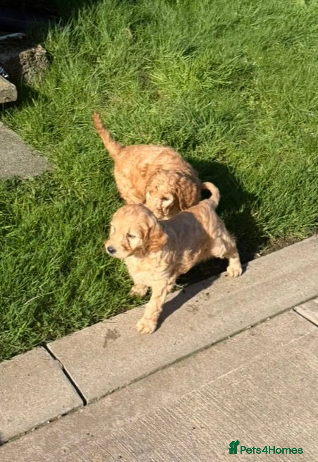 Irish Doodle dogs for sale: F1b Doodle Puppies - Advert 17