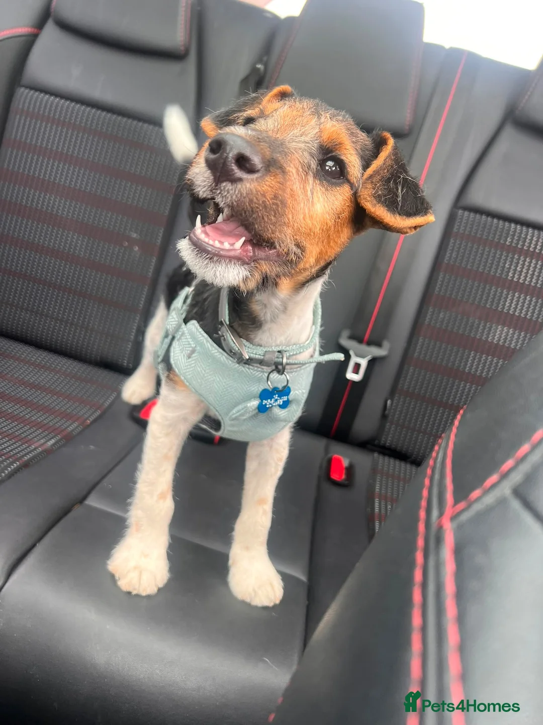 Mixed Breed dogs for sale: Patterdale x Fox Terrier’s Puppy  - Advert 7